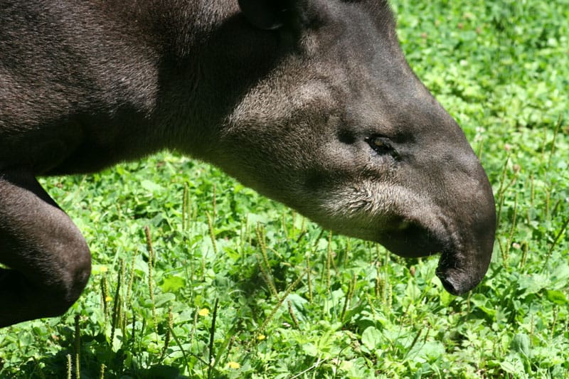 shutterstock_186820---tapir.jpg
