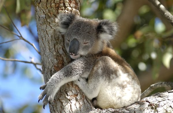 Vandring til koalaer i Australien