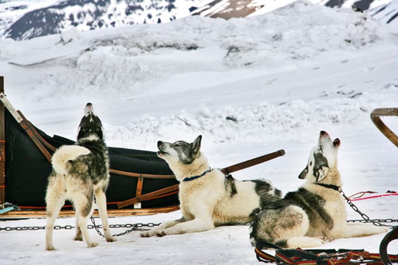 Hundeslæde på Svalbard