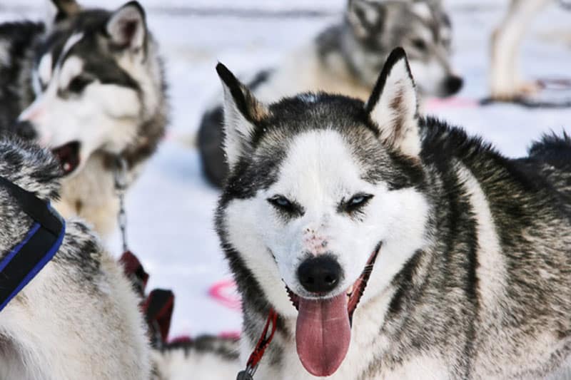 Hundeslæde på Svalbard  2