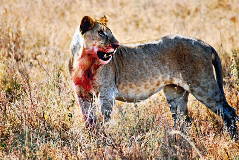 På jagt med Serengetis løvinder