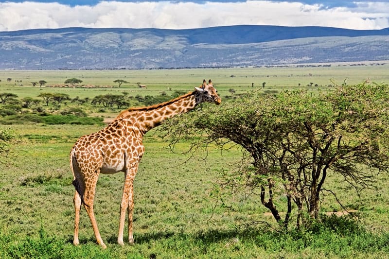 Serengeti-Tanzania-63894721 Palko
