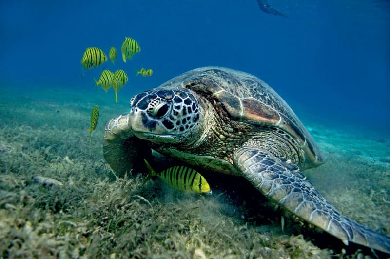 Havskildpadde-i-Filippinern.jpg