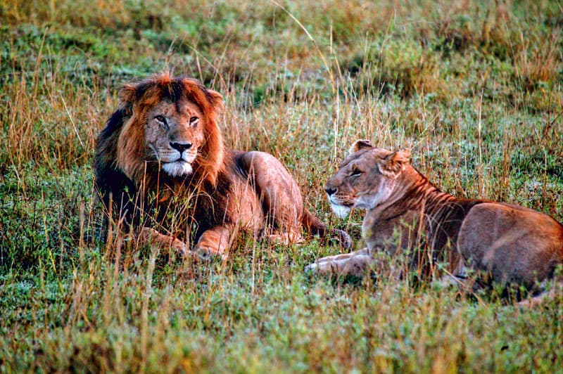 Masai Mara kåret som Afrikas bedste nationalpark