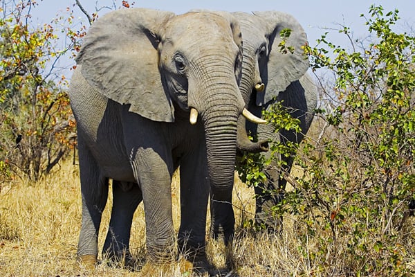Elefanter_Kruger_Sydafrika