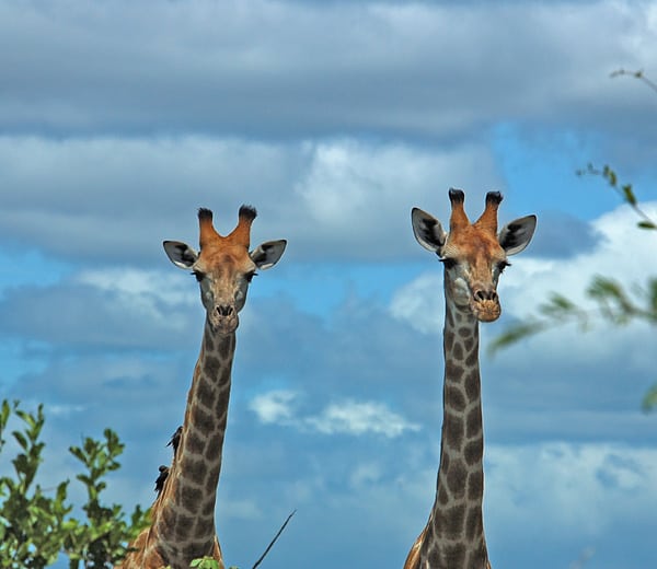Giraffer_Kruger_Sydafrika_F