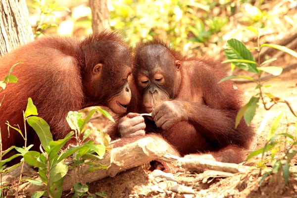 Tæt på Borneos orangutang i Malaysia