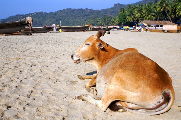 Fredeligere strande i Goa