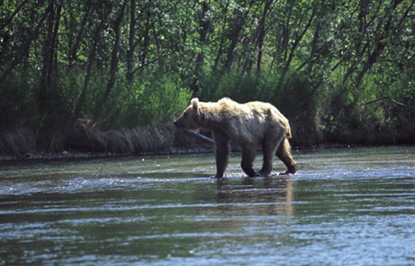 175 møder med Alaskas konge: Grizzlybjørnen