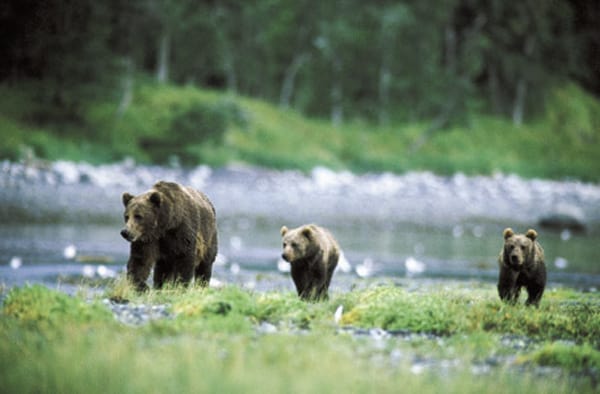 Fabelagtig dykning blandt brune bjørne i Alaska
