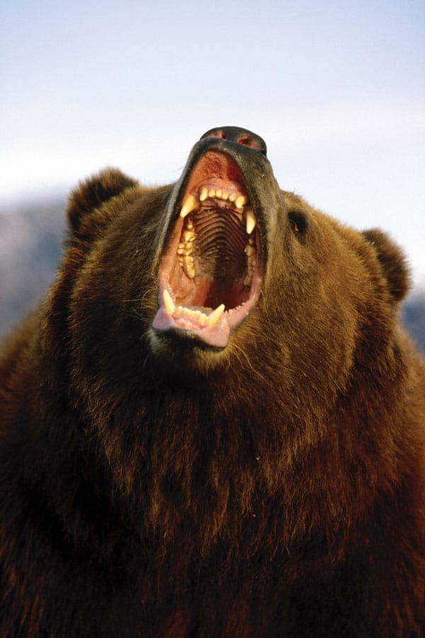 Den brune bjørn