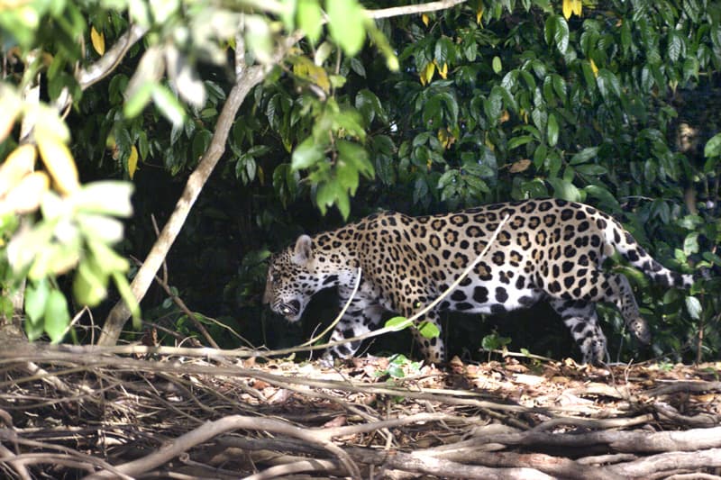 På jaguarjagt i Brasiliens sumpområder