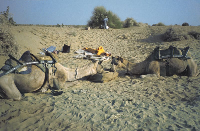 Kamelsafari i Rajasthans ørken