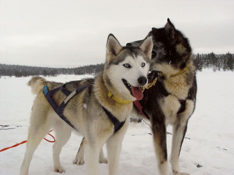 Med hundeslæde gennem Lapland