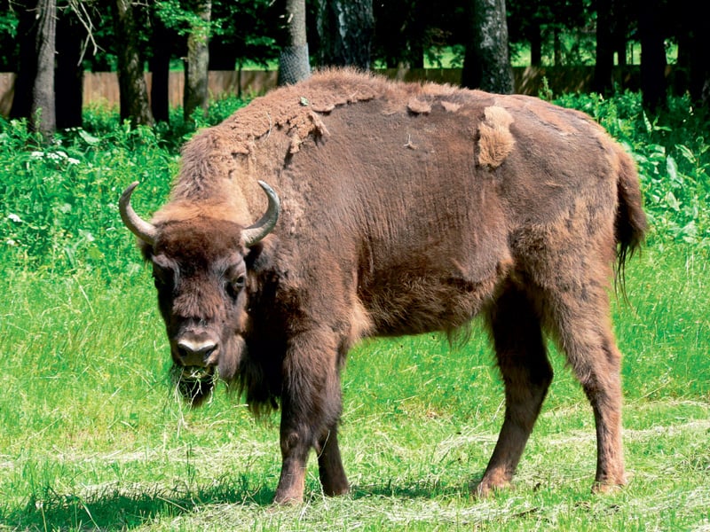 2103911-bison.jpg