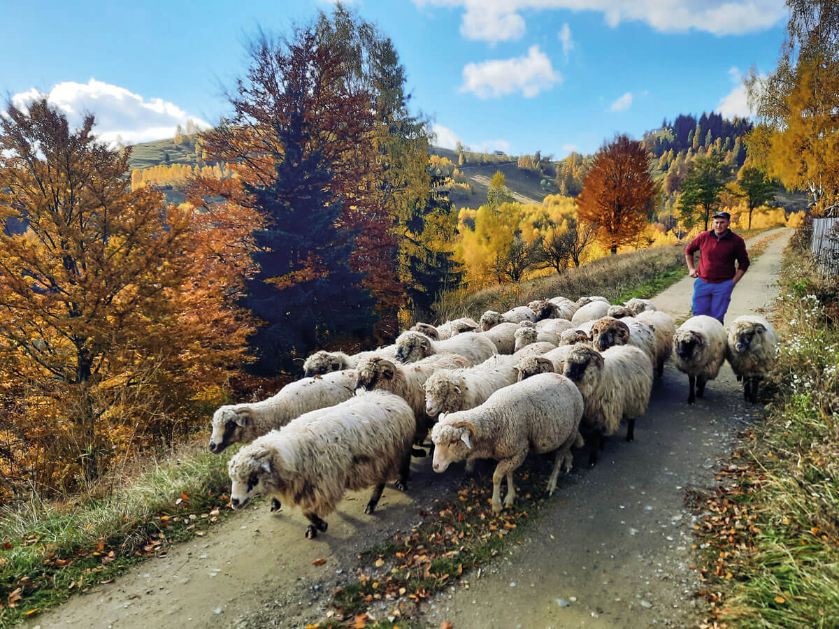Vi falder i snak med en lokal fårehyrde i byen Măgura i Piatra Craiului Nationalpark. Han bor i en lille træhytte i udkanten af byen og viser os græsengene, hvor han hyrder får.  