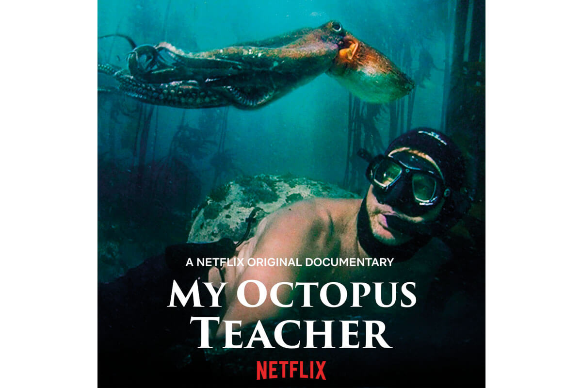 My Octopus Teacher - Hvad lærte jeg af en blæksprutte ?
