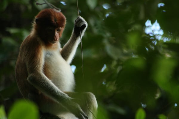 Næseaber og junglevandring på Borneo