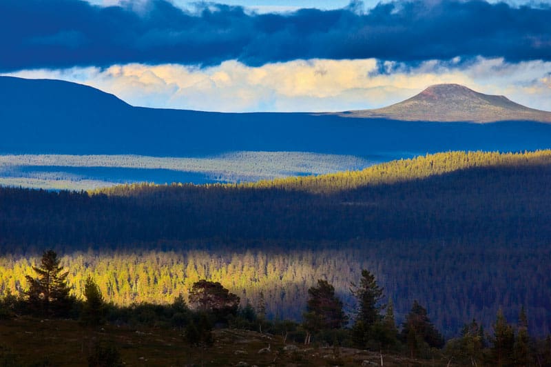 Gennem norske urskove i nationalparken Gutulia