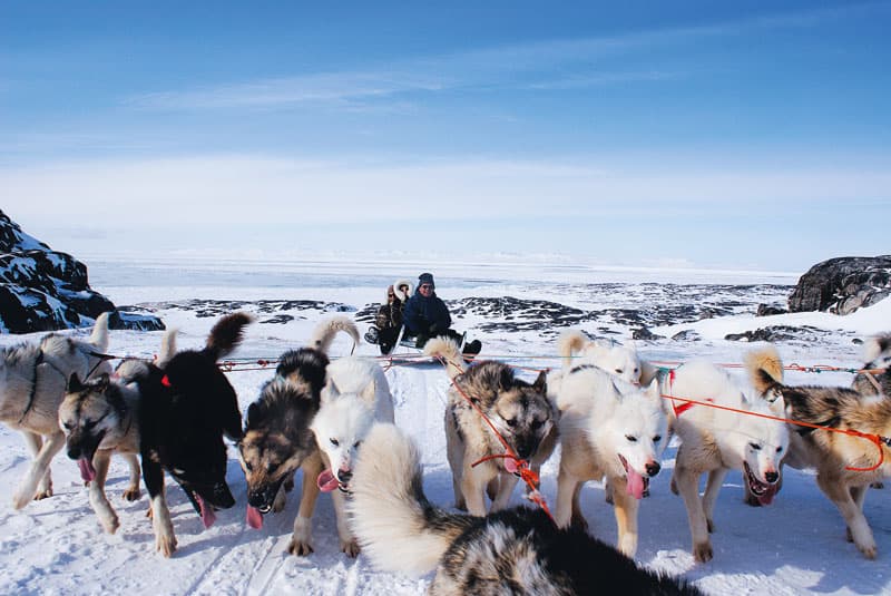 Med hundeslæde i Grønland