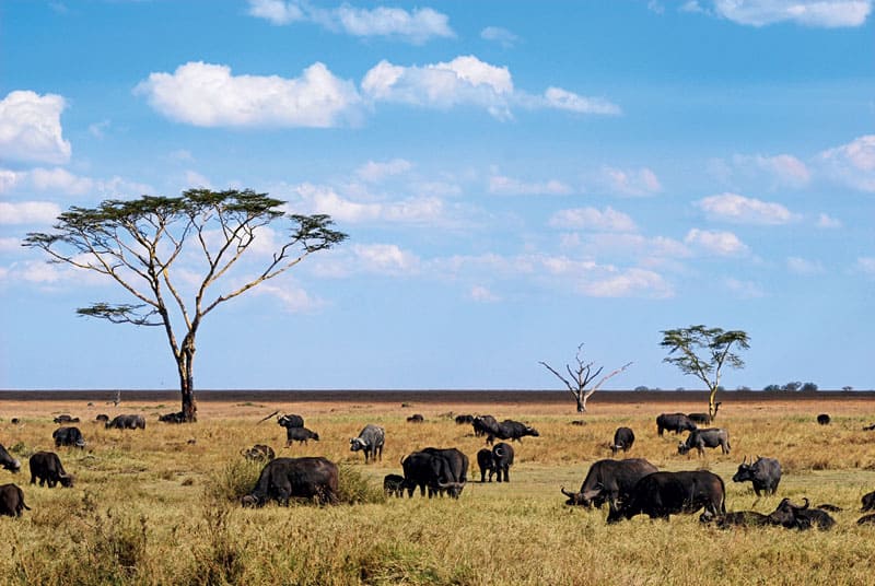 Serengeti-Tanzania-17