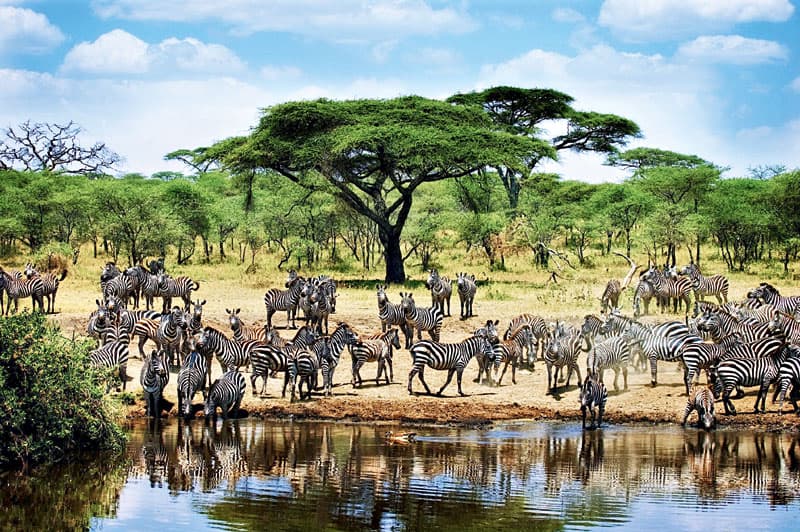 Serengeti-Tanzania-20394562 Locke