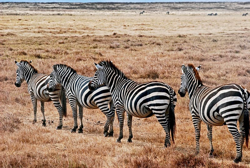 Serengeti-Tanzania-27