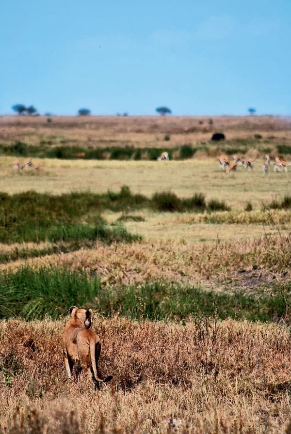 Serengeti-Tanzania-Serengeti 09