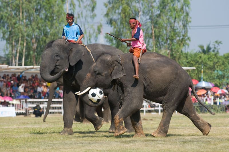 Elefanter spiller fodbold i Thailand