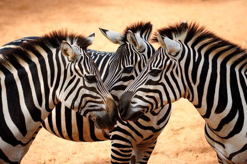 Hvorfor har en Zebra striber?