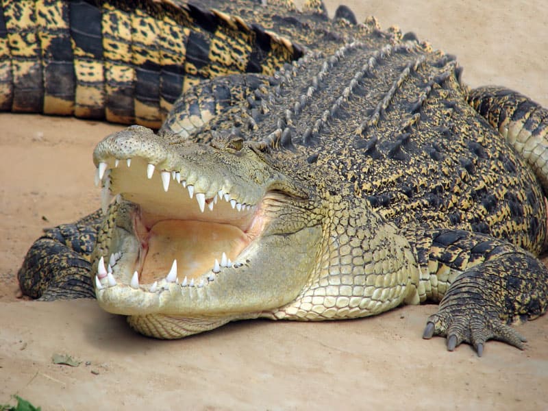 Verdens længste krokodille