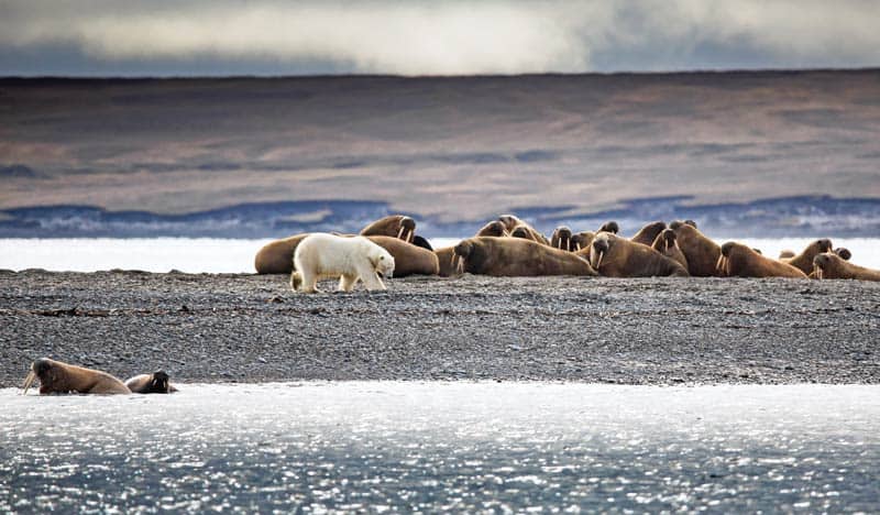 Blandt isbjørne og hvalrosser i Sibirien