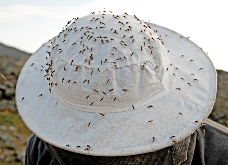 20 gode råd mod myg