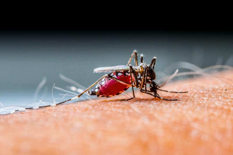 Undgå myggestik