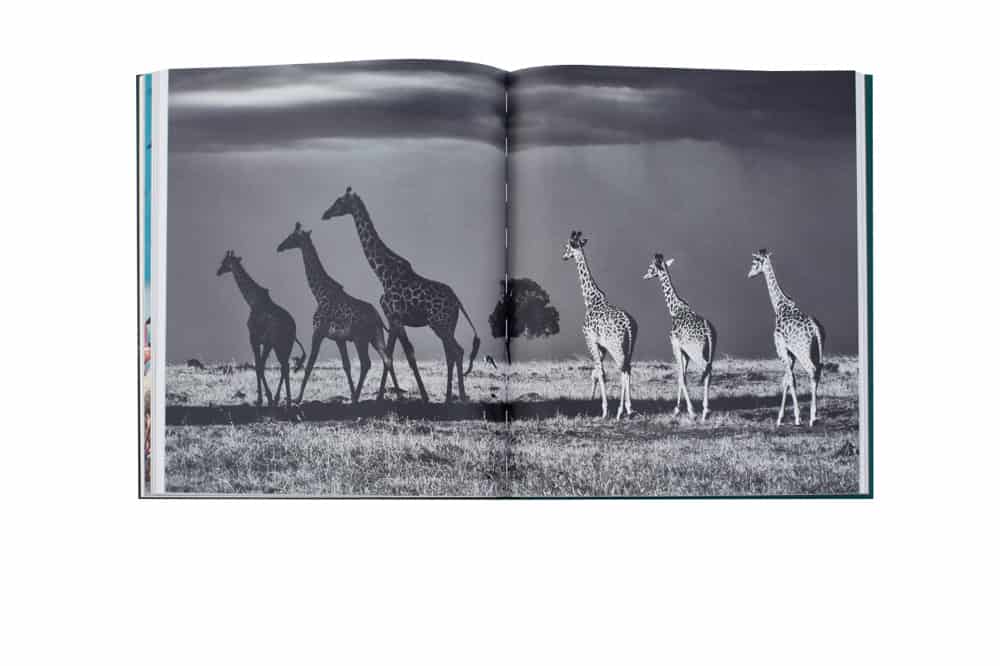 Page giraffes