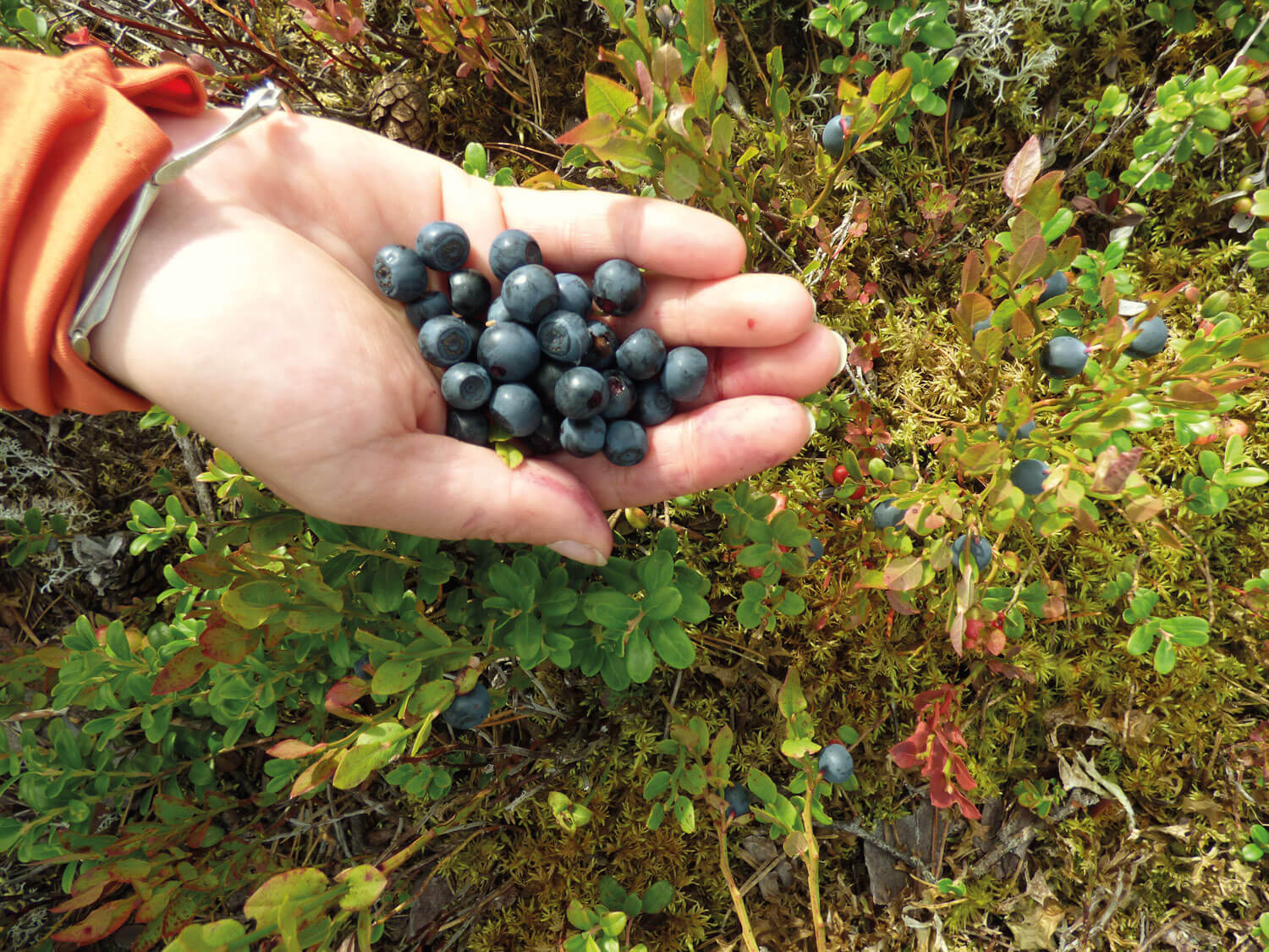 Noget af det bedste ved vandring i Dalarna i august er blåbær. Masser af blåbær!