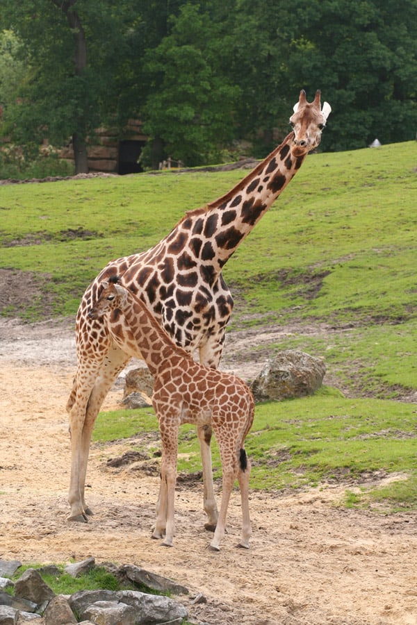 giraf.jpg