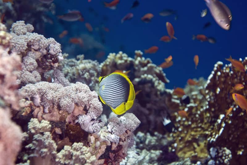 Koralrev opdaget i Thailand