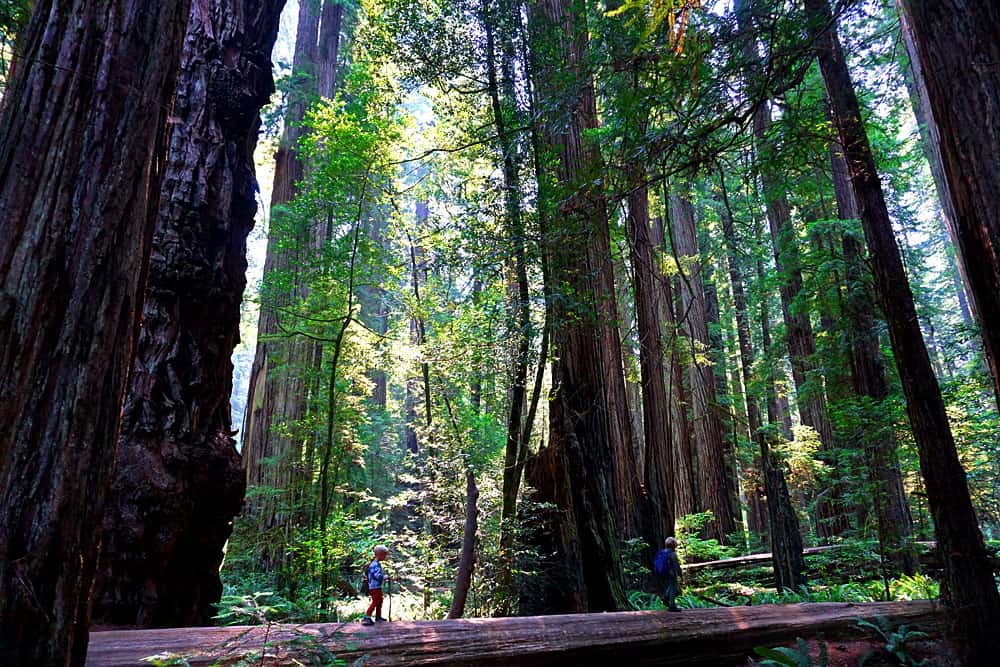 Vandring under verdens højeste træer: 8 vilde facts